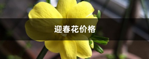 迎春花价格，迎春花图片