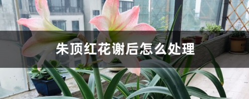 朱顶红花谢后怎么处理