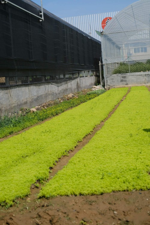 黄金万年草